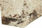 Detailed Multiple Fossil Feather Plate - France #254085-4